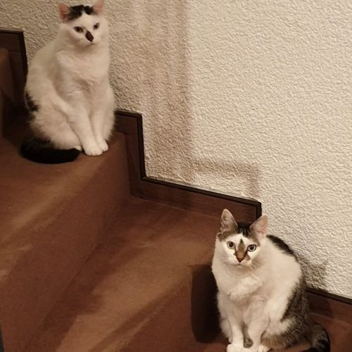 Katze