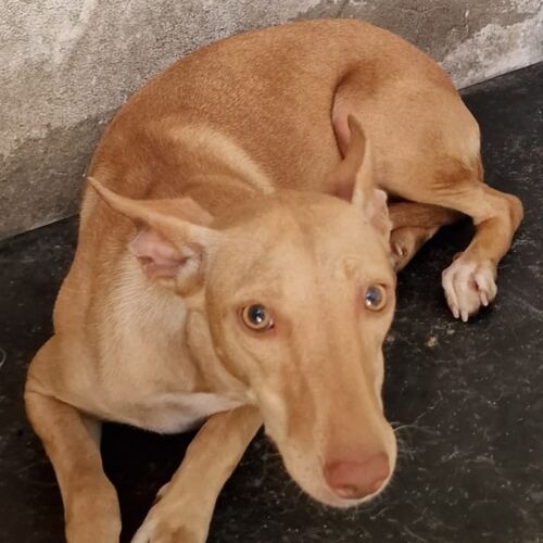 Bibi