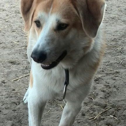 Greta