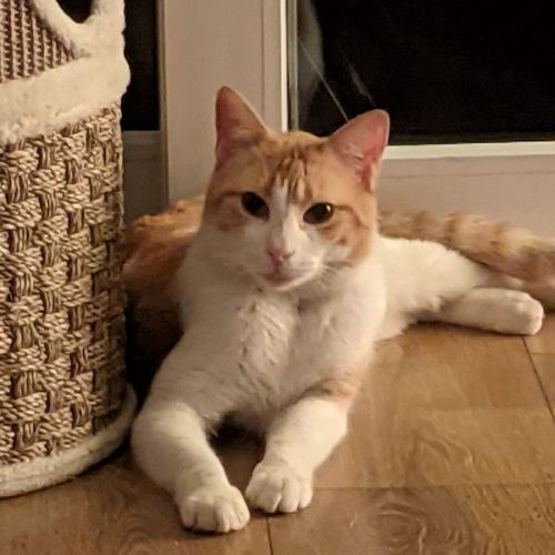 Garfield
