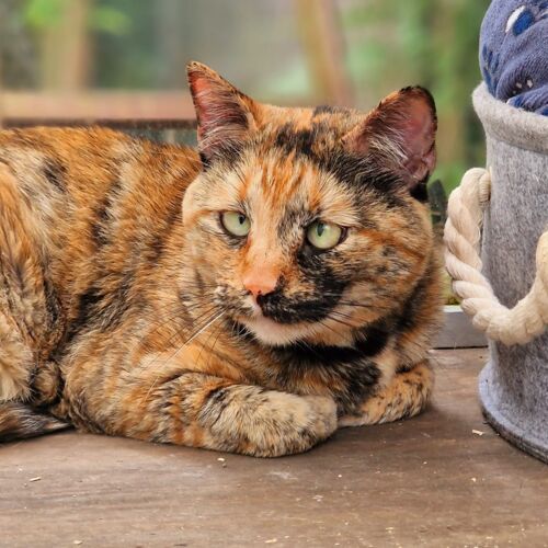 Katze