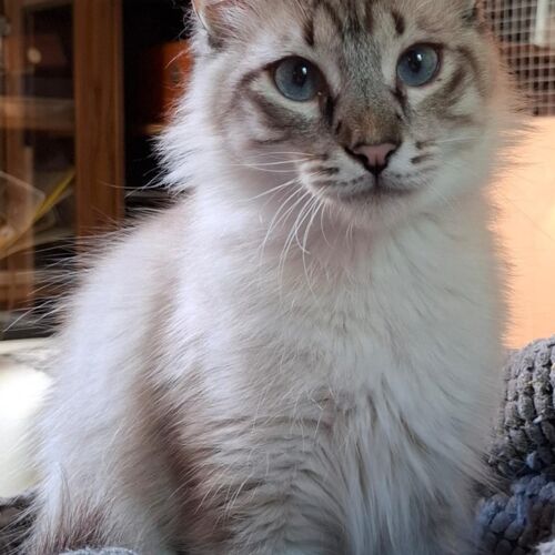 Katze