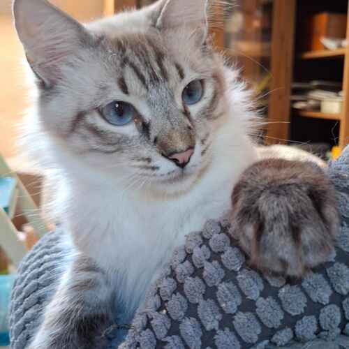 Katze