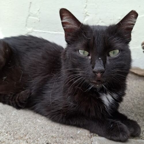 Katze
