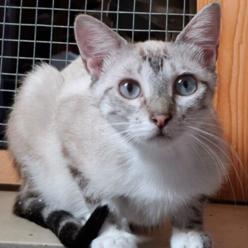 Katze