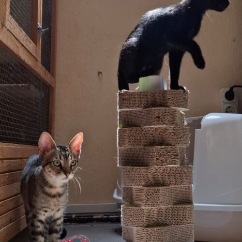 Katze