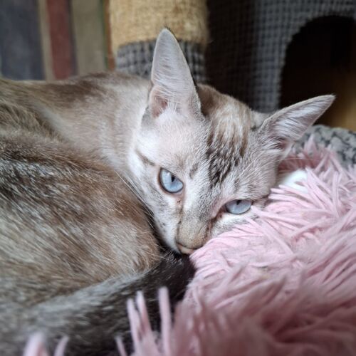 Katze