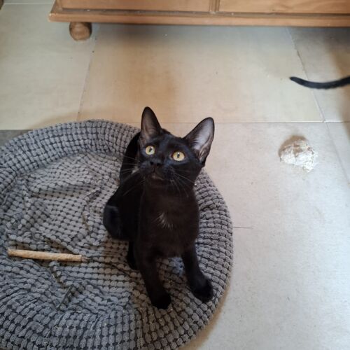 Katze