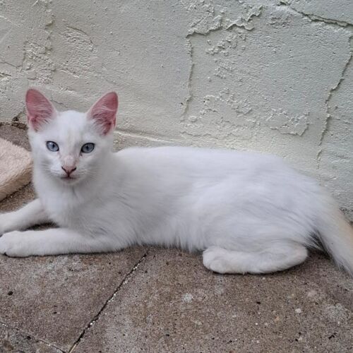 Katze