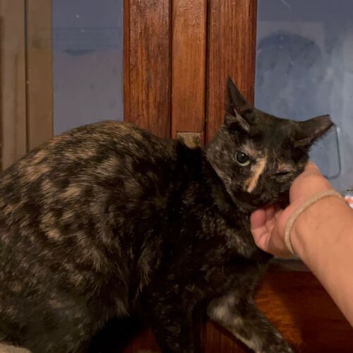 Katze