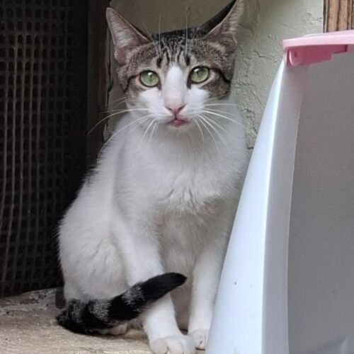 Katze