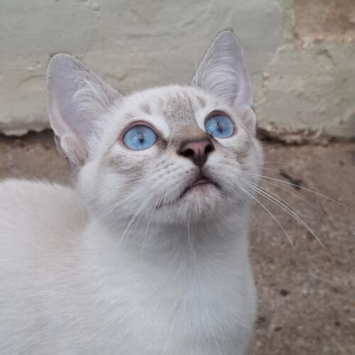 Katze