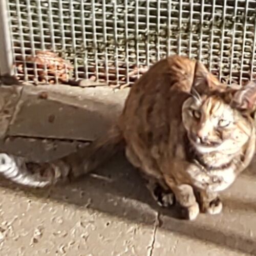 Katze
