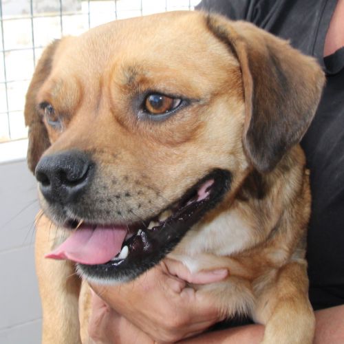 Unser Hund Vivalahund