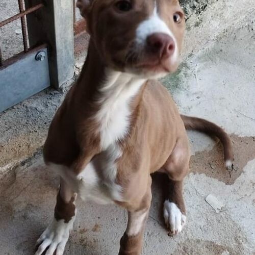 Milka