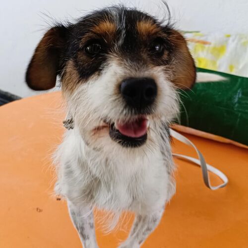 Perla