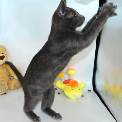 Katze