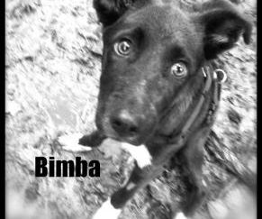 In Gedenken an Bimba, November 2017
