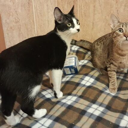 Katze