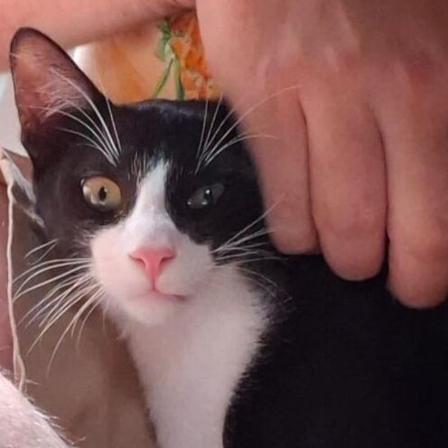 Oreo