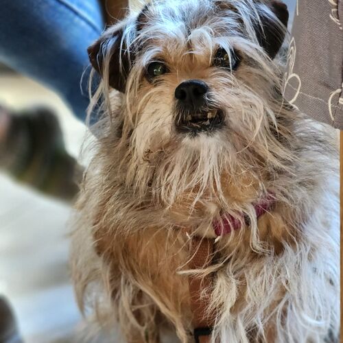 Trudi