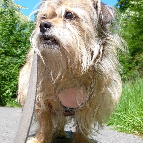 Trudi
