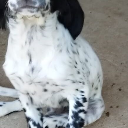 Samu