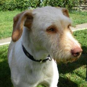 Happy Snoopy, Sept. 2012