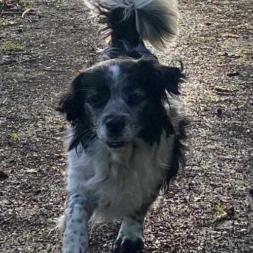 Oso