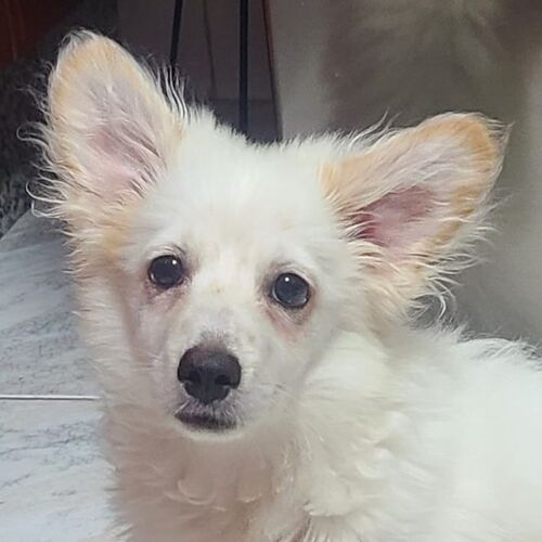 Puchi