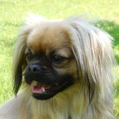 Happy Bommel, Juni 2014