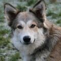 Happy Foxi, Jan. 2014