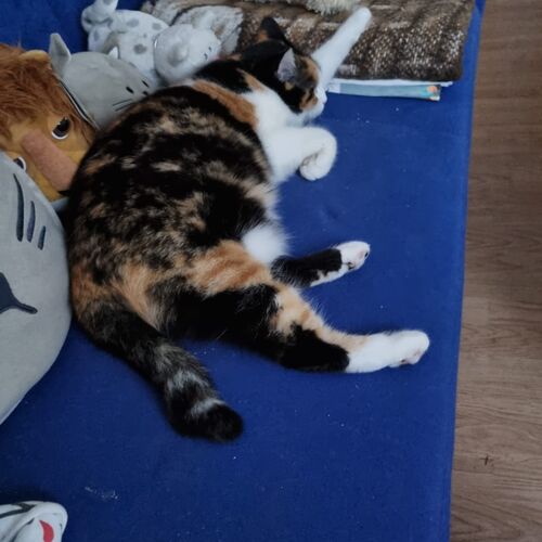 Merida