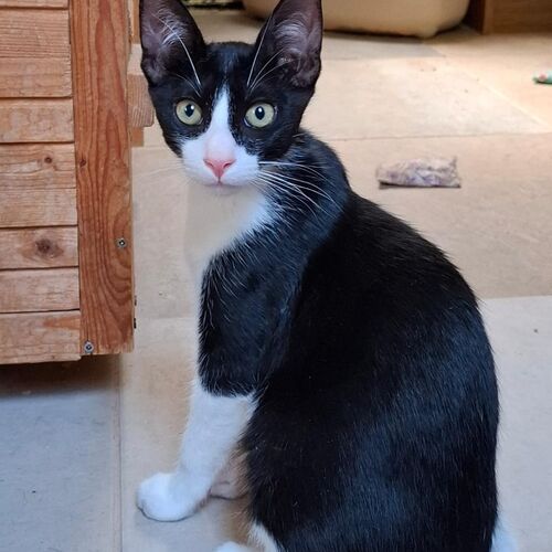 Oreo