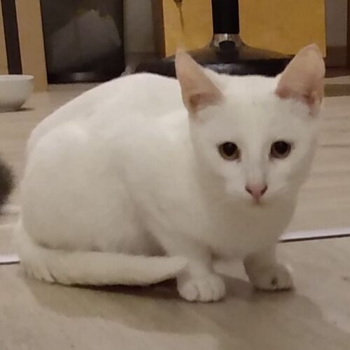 Blanco