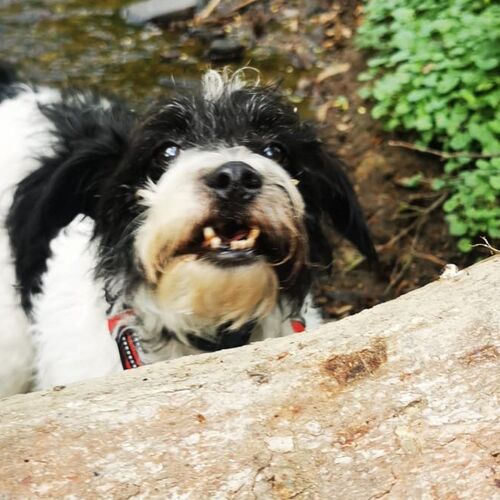 Filou