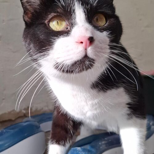 Leo