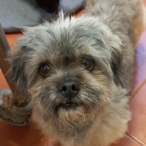 Peque