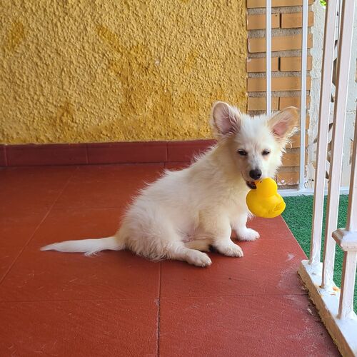 Puchi