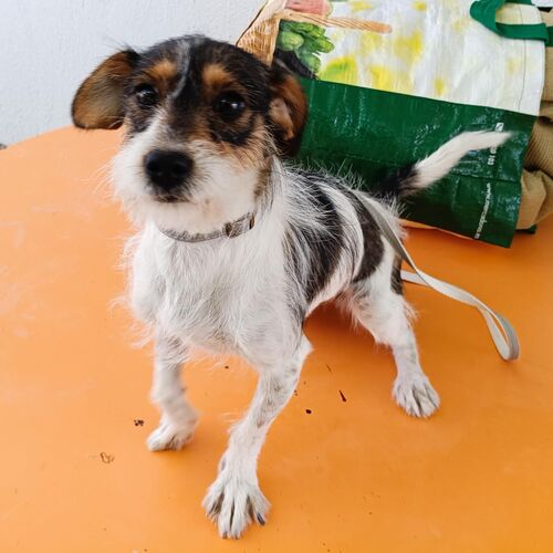 Perla