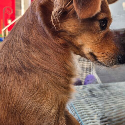 Frieda