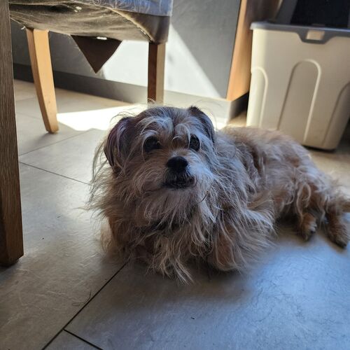 Trudi