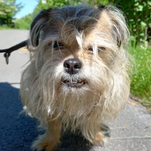 Trudi