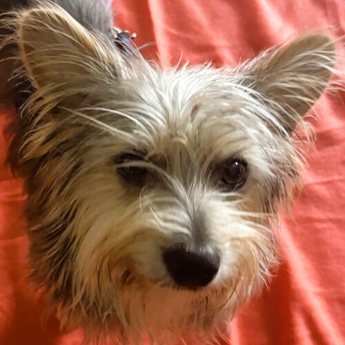 Meeko