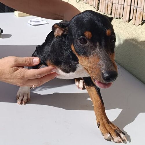 Tiko