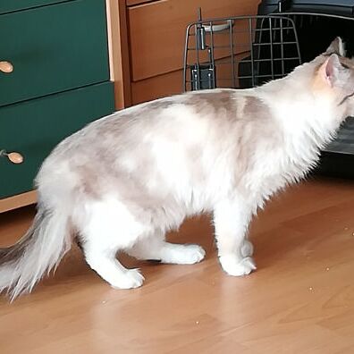 Bella