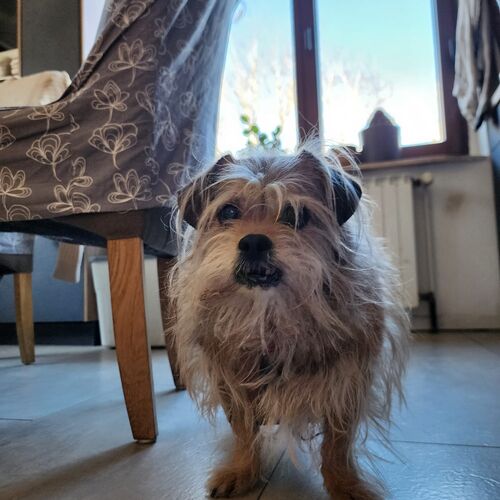 Trudi
