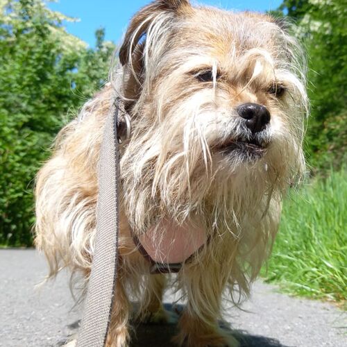 Trudi