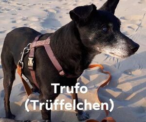 In Gedenken an Trufo
