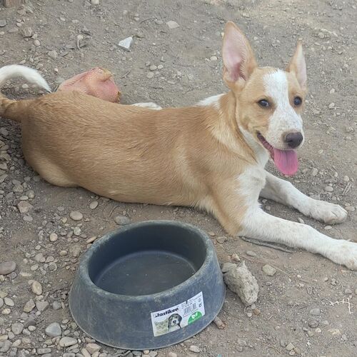 Blanca